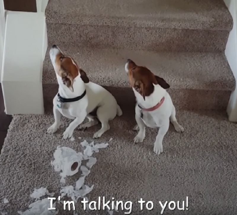 Ξεκαρδιστικό: Οι απίστευτες αντιδράσεις των σκυλιών όταν τα πιάνουν στα πράσα να κάνουν ζημιά (Video)  - Media