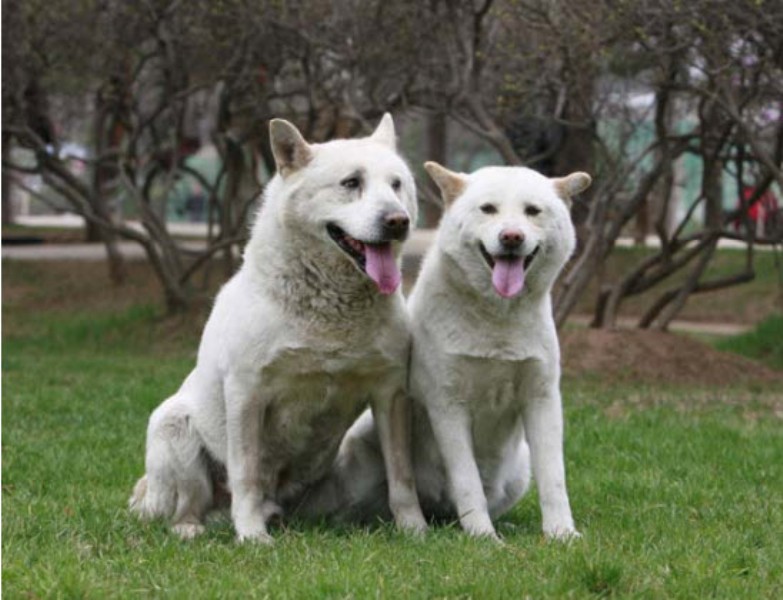 Βόρεια Κορέα: Ο Κιμ έστειλε δύο λευκά κυνηγόσκυλα ως δώρο στον ηγέτη της Νότιας Κορέας - Media