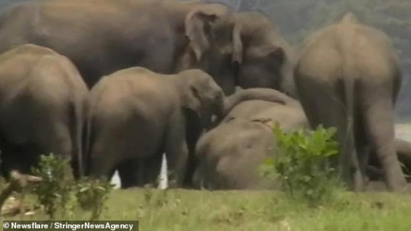 Πακιστάν: Επέτρεψαν στον πιο «μοναχικό ελέφαντα του κόσμου» να φύγει από τον ζωολογικό κήπο - Media