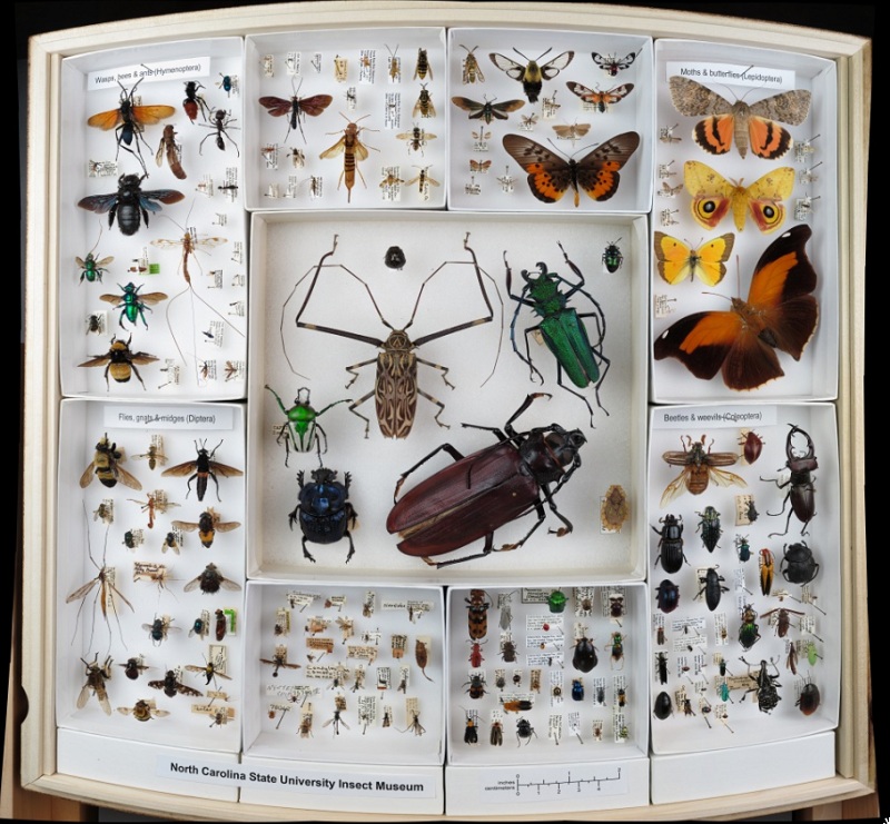 Έκλεψαν 7.000 έντομα αξίας 40.000 δολ. από το Μουσείο Επιστήμης στη Φιλαδέλφεια των ΗΠΑ - Media