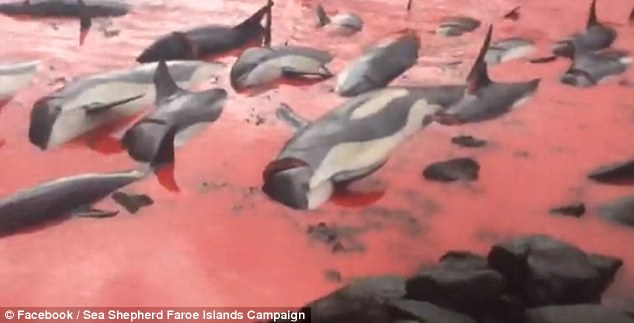 Η θάλασσα βάφτηκε κόκκινη – Στα νησιά Φερόε δολοφονούν δεκάδες φάλαινες στις ακτές (Photos/Video) - Media