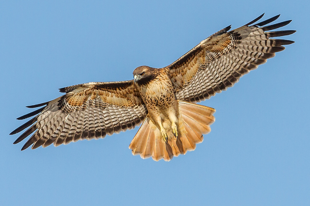 Εντυπωσιακό: Γεράκι της ΕΛΑΣ καταρρίπτει drone (Video) - Media
