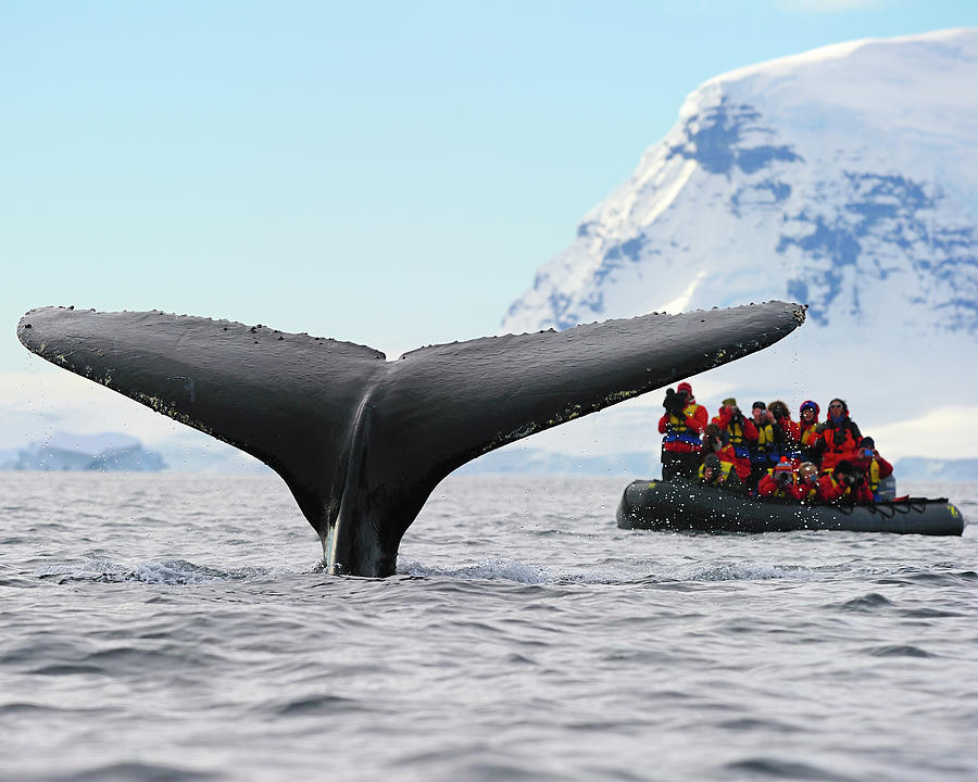 Απίστευτη σκηνή: Φάλαινα χτυπά με την ουρά της φουσκωτό (Video) - Media
