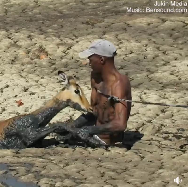 Η δραματική διάσωση ενός Ιμπάλα που είχε πέσει σε κινούμενη άμμο (Video)  - Media
