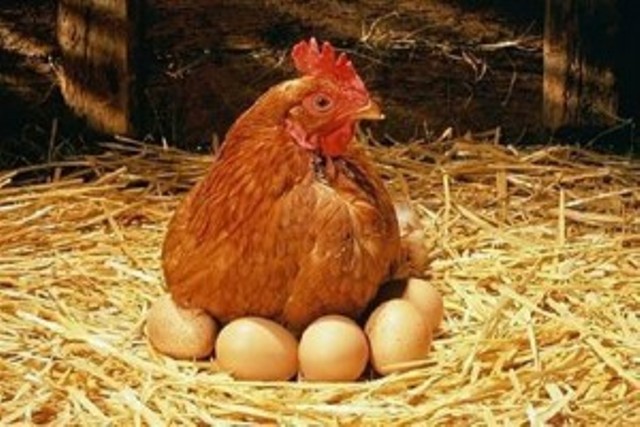 «Η κότα έκανε το αυγό ή το αυγό την κότα;»: Η κβαντική Φυσική απάντησε στο αιώνιο ερώτημα - Media