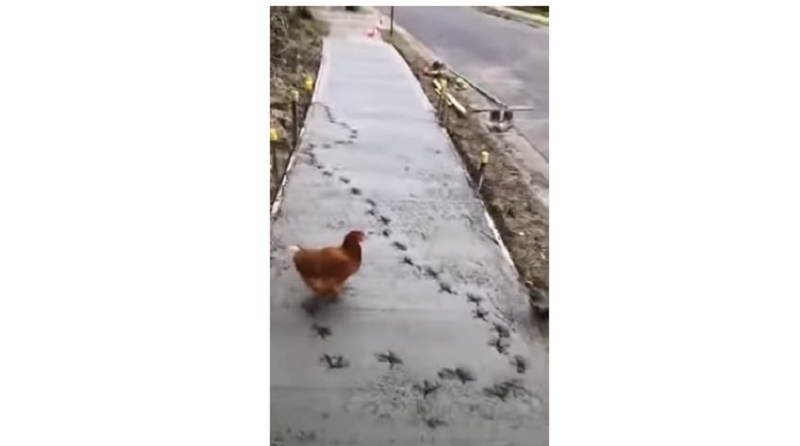 Όταν μια κότα τρολάρει εργάτες (Video) - Media