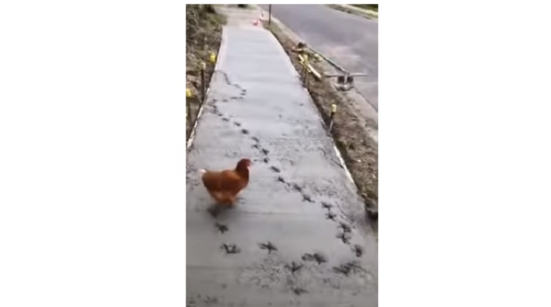 Όταν μια κότα τρολάρει εργάτες (Video) - Media