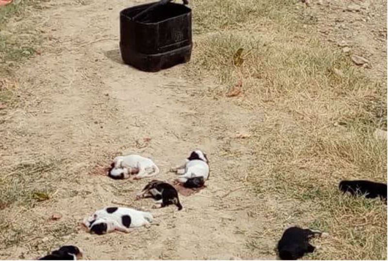 Κτηνωδία: Αποκεφάλισαν κουτάβια στη Ροδόπη και τα πέταξαν στο δρόμο (Photos, σκληρές εικόνες) - Media