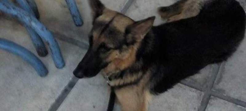 Ασυνείδητος πέταξε τον σκύλο του στον Θερμαϊκό (Photos) - Media