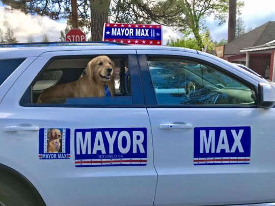 Βρέθηκε η λύση: Πόλη όρισε για δήμαρχο έναν... σκύλο (Video) - Media