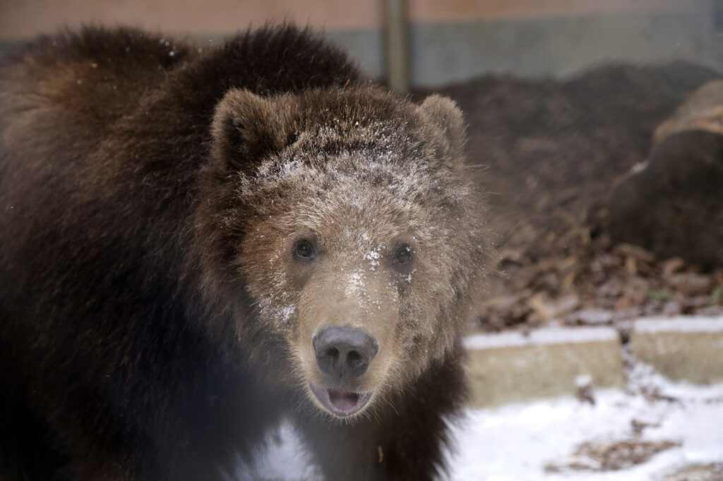 Ένας «οίκος ευγηρίας» για… αρκούδες - Media
