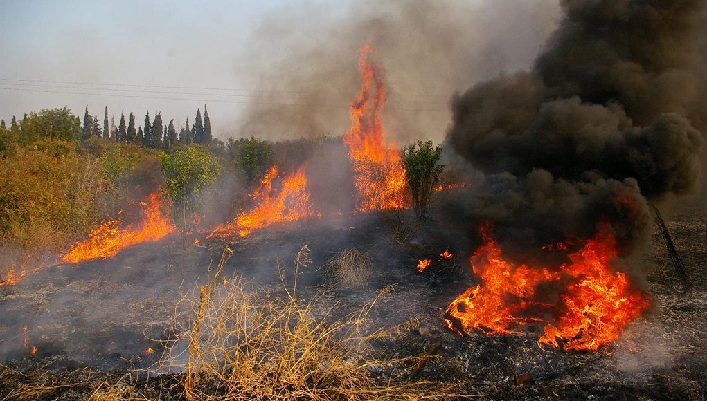 Φωτιά στον Άραξο – Απειλεί το δάσος της Στροφυλιάς - Media