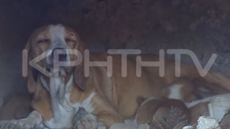 Απίστευτη κτηνωδία στην Κρήτη: Έκλεισαν κουτάβια μέσα σε φούρνο και έβαλαν φωτιά (Video)  - Media