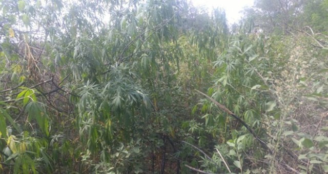 Συνελήφθη 25χρονος στην Ημαθία: Καλλιεργούσε δενδρύλλια κάνναβης σε αγροτική περιοχή  - Media
