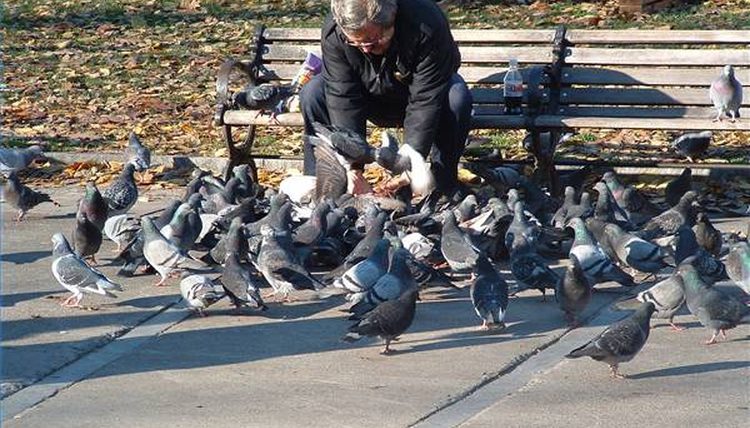 Ταϊλάνδη: Ποινές φυλάκισης σε όσους… ταΐζουν περιστέρια - Media