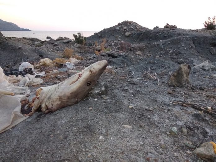 Ανατριχιαστικές εικόνες από χωματερή δίπλα στη θάλασσα, στην Κρήτη - Σαπίζει νεκρός καρχαρίας (Photos)  - Media