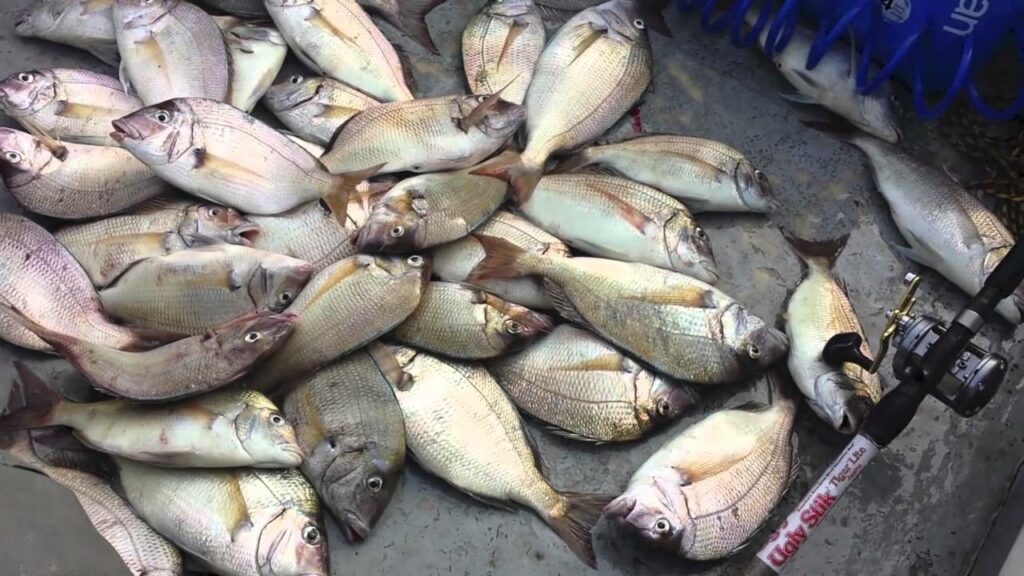 Ο «Ζορμπας» έσπασε κλουβιά σε ιχθυοτροφεία - Έκαναν «πάρτι» με τσιπούρες οι ψαράδες στην Εύβοια - Media