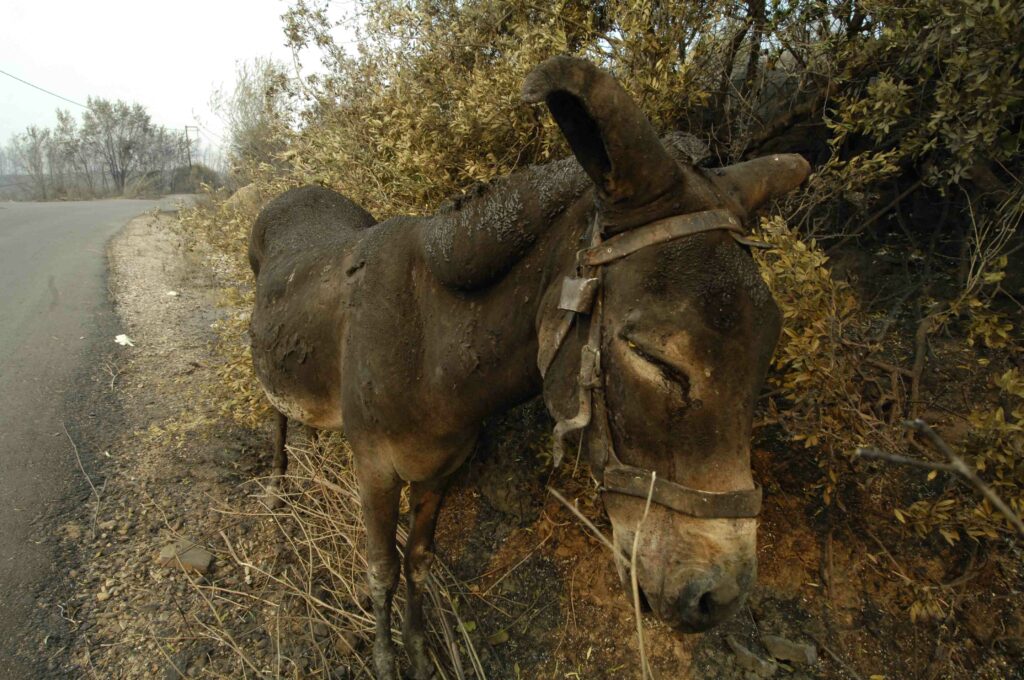 Γάιδαρος …συγκρούστηκε με αυτοκίνητο στον Τύρναβο (Photo) - Media