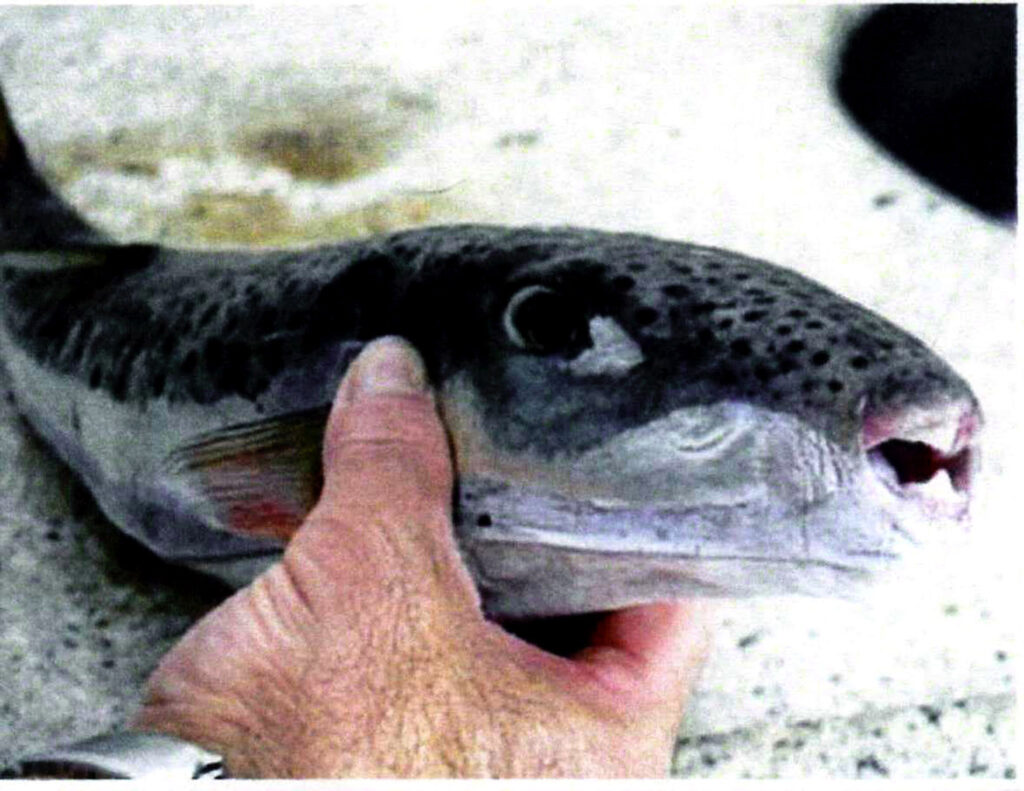 Συναγερμός στη Σέριφο από τοξικό ψάρι (Photo) - Media