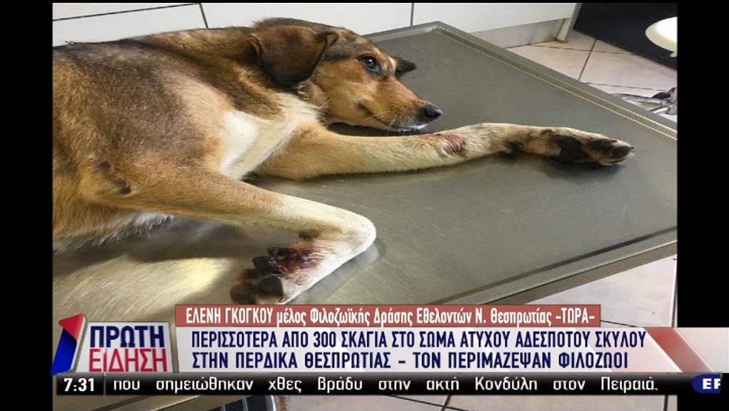 Κτηνωδία στη Θεσπρωτία: Χτύπησαν σκύλο με 300 σκάγια (Video) - Media