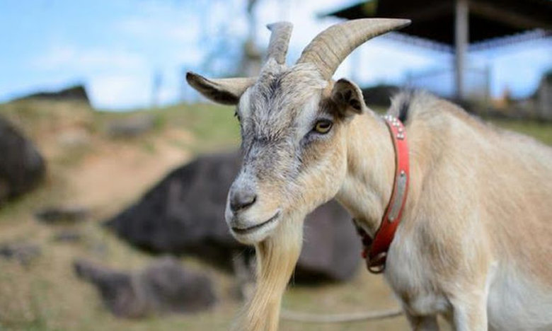 Αναστάτωση σε χωριό της Κρήτης - Τραγος επιτέθηκε σε… τζαμαρία (Photo) - Media