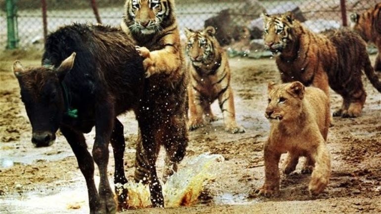 WWF: Ο πλανήτης μας έχασε το 60% του πληθυσμού των άγριων ζώων μέσα σε 40 χρόνια - Media
