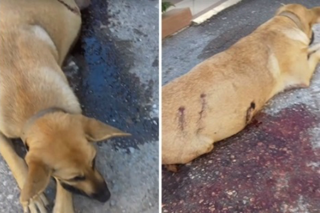 Επικήρυξαν με 2.000€ το κτήνος που πυροβόλησε και σκότωσε έγκυο σκυλίτσα (Photo/Video) - Media