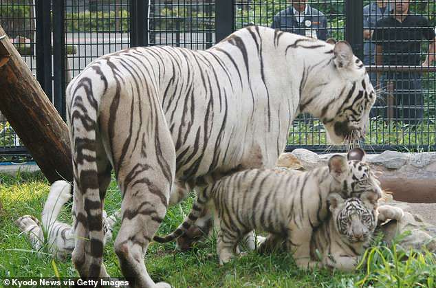 Λευκός τίγρης σκότωσε φύλακα σε πάρκο στην Ιαπωνία - Η οικογένεια ζήτησε να μη θανατωθεί το ζώο - Media