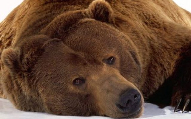 Θεσσαλονίκη: Τροχαίο ατύχημα προκάλεσε το θάνατο αρκούδας 390 κιλών - Media
