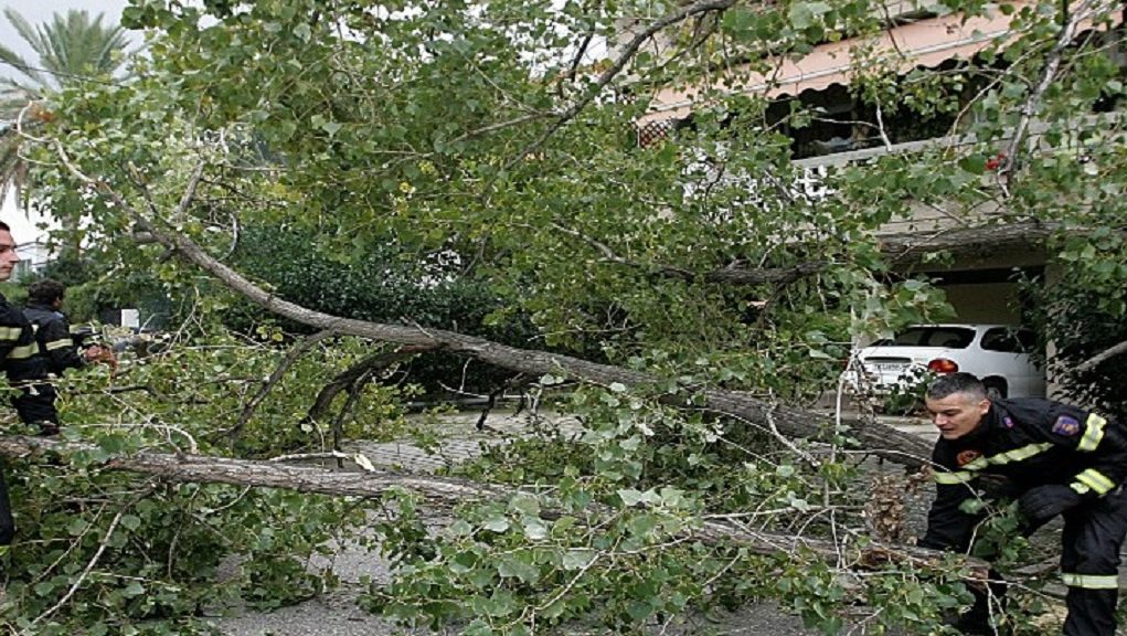 Προσοχή, πτώσεις δέντρων από τους ισχυρούς ανέμους - Media