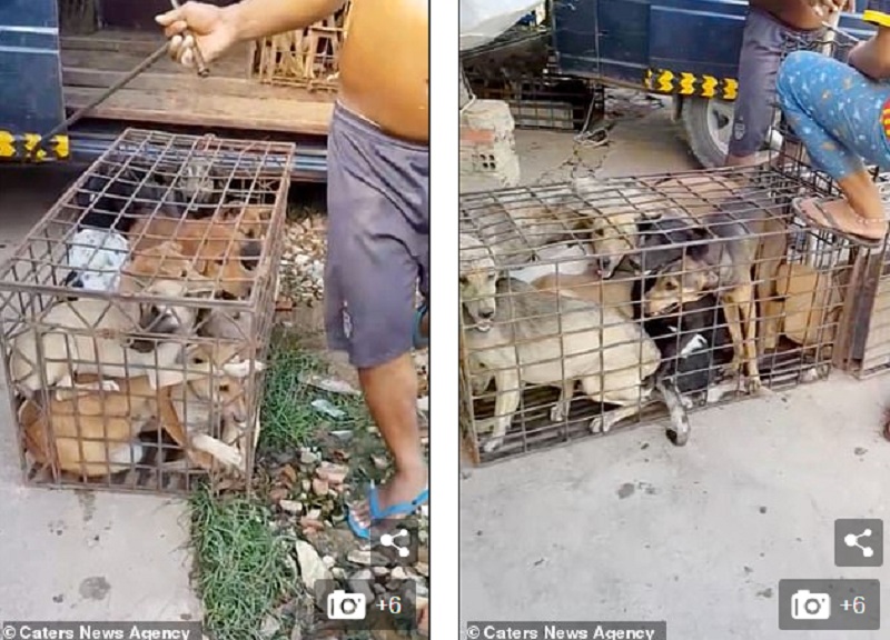 Απανθρωπιά: Πνίγουν τα σκυλιά μέσα στο νερό για να πουλήσουν το κρέας τους και να τα φάνε (Photos & Video) - Media