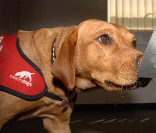 Έρευνα: Τα σκυλιά μπορούν να μυρίσουν την ελονοσία - Media