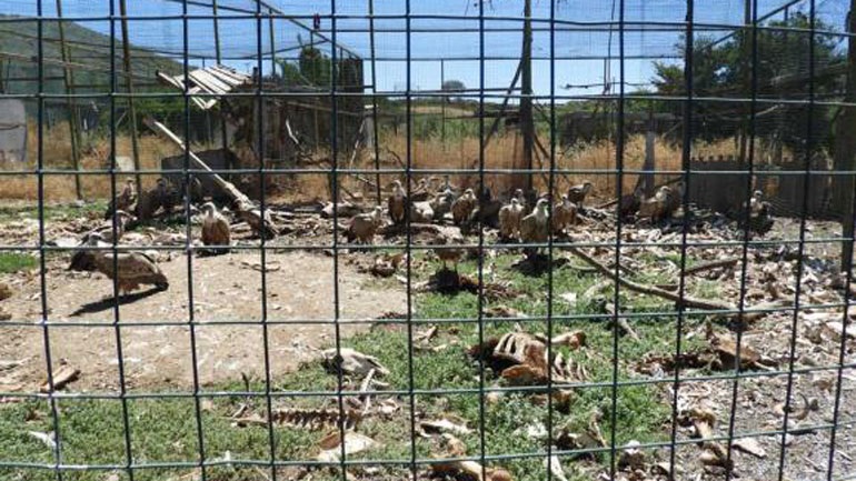 «Λουκέτο» στο Ελληνικό Κέντρο Περίθαλψης Άγριων Ζώων της Αίγινας  - Media