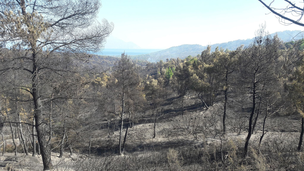 Σιθωνία Χαλκιδικής: Οριοθετήθηκε η φωτιά στη Σάρτη - Media