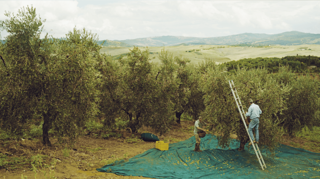 «Κατακρημνίζεται» η παραγωγή ελαιολάδου στην Ιταλία - «Μείωση 30% κατά το αισιόδοξο σενάριο» - Media