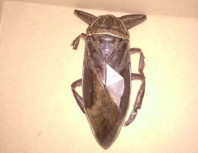 Σαρκοφάγο έντομο γίγας εντοπίστηκε στη Λαμία (Photo)  - Media