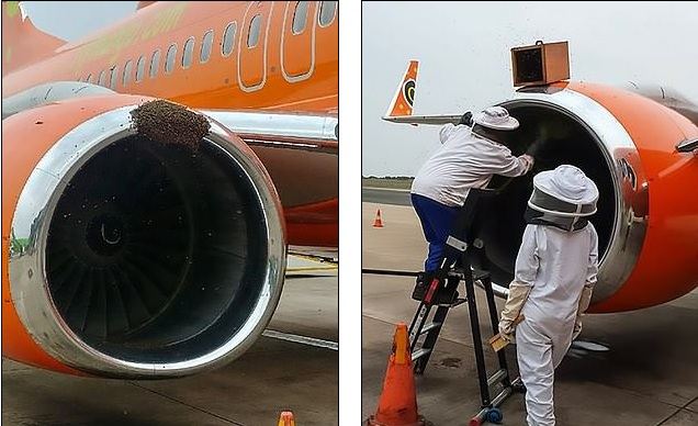 Καθυστέρηση πτήσεων λόγω… μελισσών - Περίπου 20.000 μέλισσες σε κινητήρα αεροσκάφους (Photos-Video) - Media