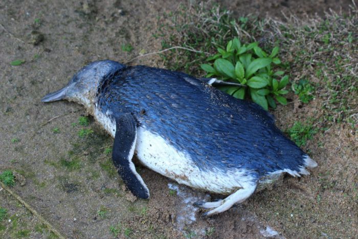 Αυστραλία: Εξήντα πιγκουίνοι βρέθηκαν νεκροί πιθανόν από επίθεση σκύλων - Media
