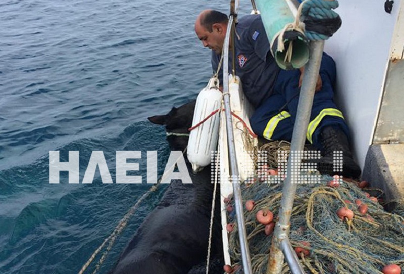 Η απίστευτη θαλάσσια διάσωση της φοράδας στο Κατάκολο που αγνοούνταν για 15 μέρες (Photos/Videos) - Media