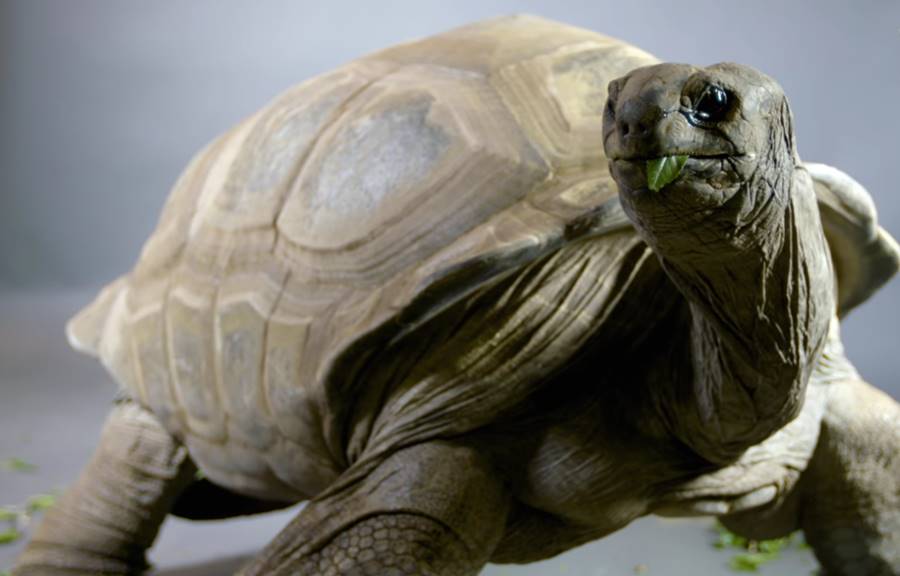 Εκλεψαν 123 χελώνες από μονάδα εκτροφής στα νησιά Γκαλαπάγκος - Media
