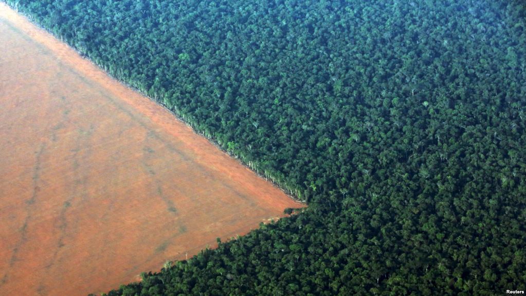 Βιβλική η καταστροφή των δασών στη Βραζιλία: Μόνο σε ένα χρόνο χάθηκε επιφάνεια ίση με ένα εκατομμύριο γήπεδα ποδοσφαίρου - Media