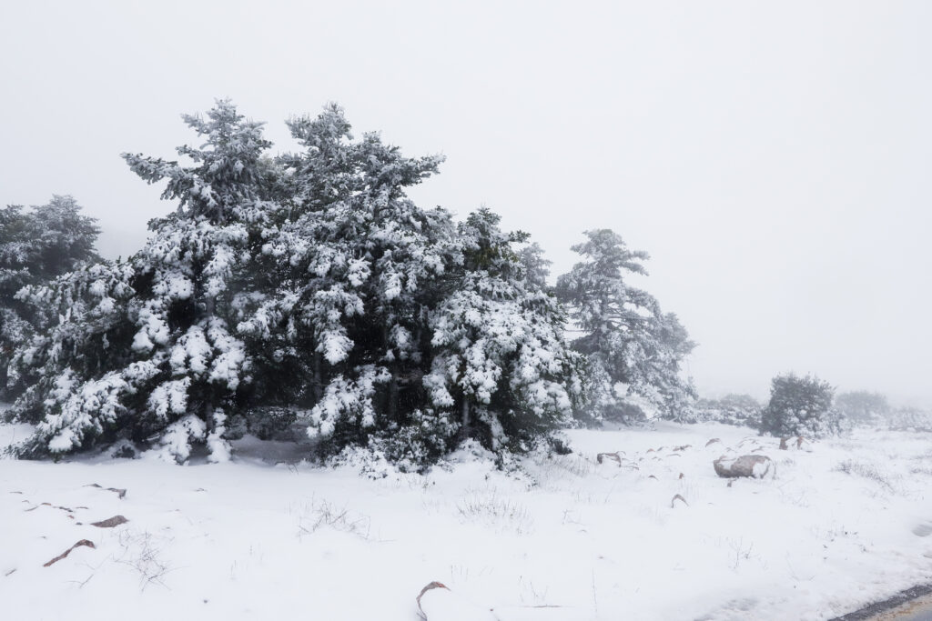 Ποιος είπε ότι οι χιονισμένες βουνοκορφές είναι μακριά; Βόλτα στην Πάρνηθα, ντυμένη στα λευκά! (Photos) - Media