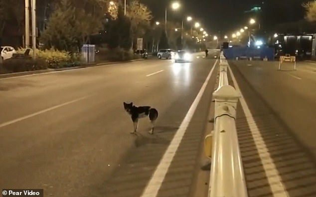 Σκύλος στέκεται εδώ και 80 ημέρες στο σημείο που σκοτώθηκε η ιδιοκτήτριά του (Video)  - Media