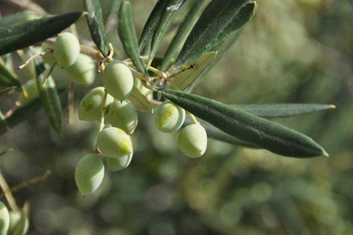 Eπιστημονική ερευνα: Πως θα βελτιώσετε την ποιότητα του ελαιολάδου σας - Media