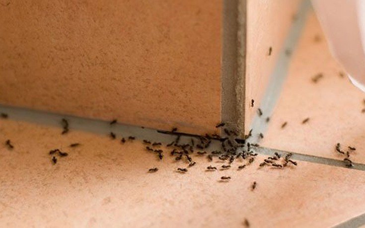 Πώς να ξεφορτωθείτε τα μυρμήγκια από το σπίτι! - Media