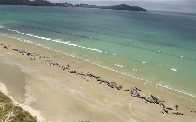 Δεκάδες νεκρά μαυροδέλφινα ξεβράστηκαν σε ακτή της Νέας Ζηλανδίας - Media