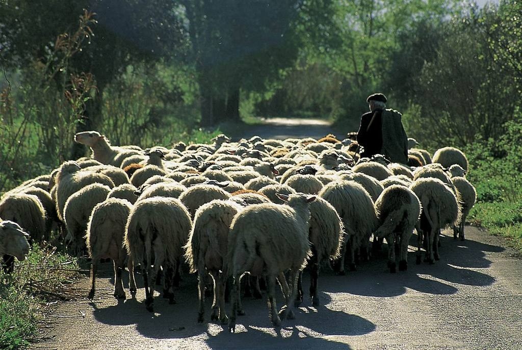 Κτηνωδία στη Ναύπακτο - 100 ζώα νεκρά από εμπρησμό για ασήμαντο λόγο - Media