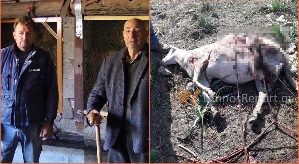 Πρωτοφανές: Ελάφια επιτέθηκαν σε πρόβατα στη Λήμνο (Photo/Video) - Media