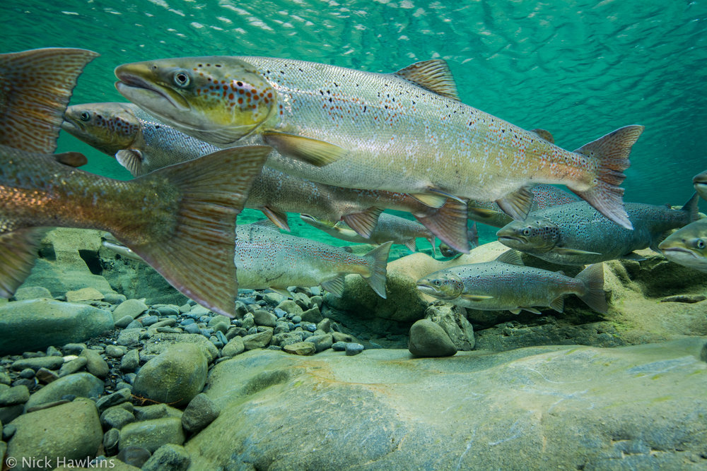 Σκωτία: Η χειρότερη «εποχή σολομού» στην ιστορία  - Media