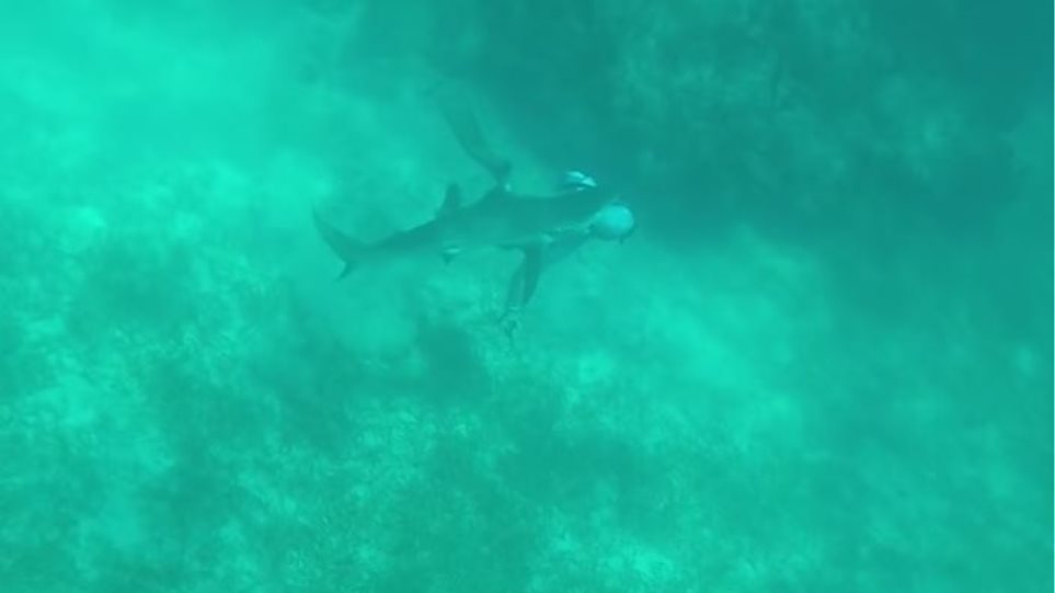 Τι το ήθελαν το ψαροντούφεκο στις Μπαχάμες; Καρχαρίας επιτίθεται και δαγκώνει δύτη στο κεφάλι (Video)  - Media